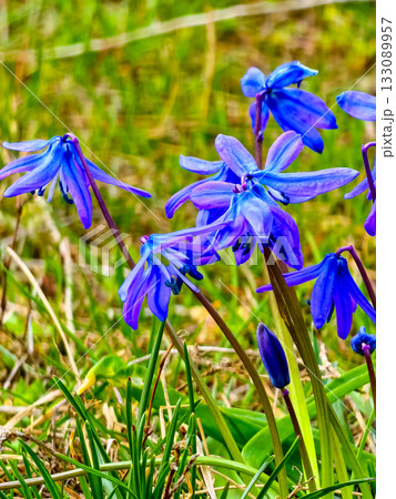 Close-up of bright flowers of the blue Siberian bluebell, or Scilla siberica in Latin Close-up of bright flowers of the blue Siberian bluebell, or Scilla siberica in Latin 133089957