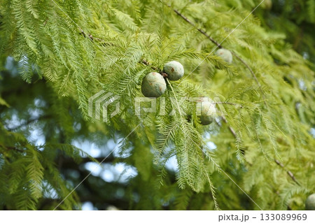 ラクウショウ① ラクウショウ① 133089969