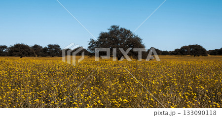 Flowered field in the Pampas Plain, La Pampa Province, Patagonia, Argentina. Flowered field in the Pampas Plain, La Pampa Province, Patagonia, Argentina. 133090118