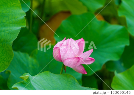 ひっそりと咲くちょうど見頃のピンクのハスの花 ひっそりと咲くちょうど見頃のピンクのハスの花 133090146