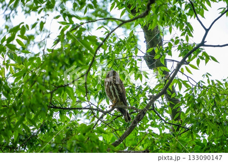 鋭い目つきで周囲を警戒する子育て中のアオバズク親鳥 鋭い目つきで周囲を警戒する子育て中のアオバズク親鳥 133090147