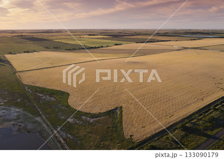 Wheat field ready to harvest, in the Pampas plain, La Pampa, Argentina. 133090179