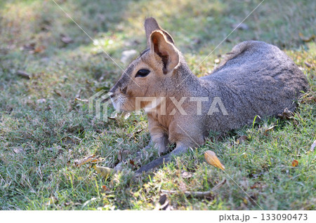 可愛いマーラ 可愛いマーラ 133090473