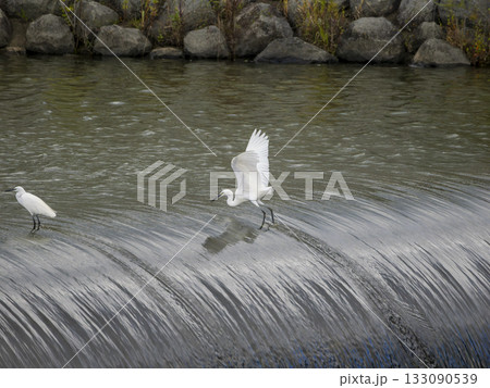 河川のゴム引布製起伏堰で魚を探すコサギ 133090539