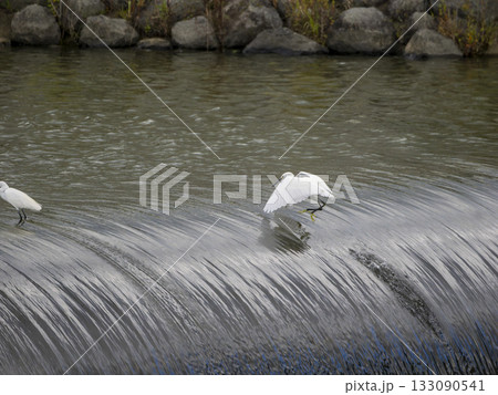 河川のゴム引布製起伏堰で魚を探すコサギ 河川のゴム引布製起伏堰で魚を探すコサギ 133090541