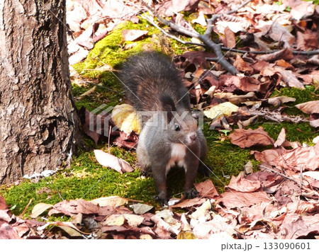 北海道に生息の可愛いエゾリス 133090601