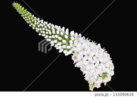 オカトラノオの花 オカトラノオの花 133090616