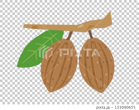 棕色可可果實的插圖 133090655