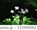東北地方奥入瀬渓流で見た白色の花の散房花序が綺麗なオニシモツケ 133090662