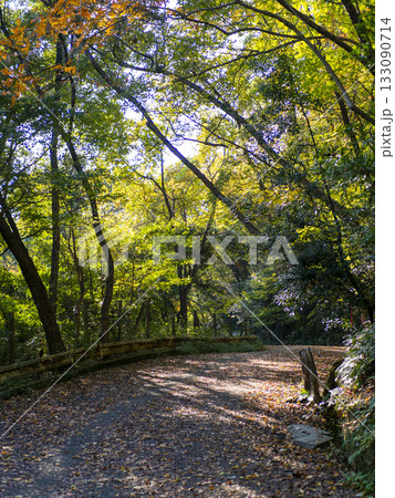 落ち葉が堆積した秋の山道 落ち葉が堆積した秋の山道 133090714