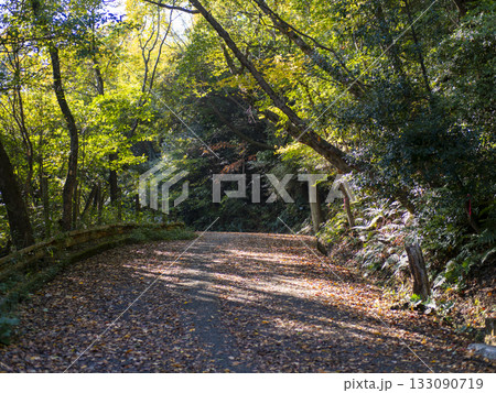 落ち葉が堆積した秋の山道 133090719