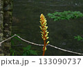 東北地方奥入瀬渓流で見た薄暗い中に茶色の花径に淡緑色の花が目を引くユニークなオニノヤガラ 133090737