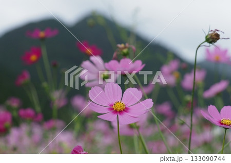 ピンクのコスモスのアップ ピンクのコスモスのアップ 133090744