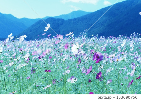 背景の山とコスモス畑 背景の山とコスモス畑 133090750