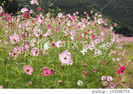コスモス畑の花々 133090751