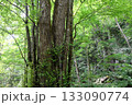 奥入瀬渓流で見た甘い匂いの漂う渓流沿いでそびえたつ力強いカツラの大木 133090774