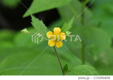 東北地方奥入瀬渓流沿いで見た黄色の五枚の花弁が綺麗なダイコンソウの花 東北地方奥入瀬渓流沿いで見た黄色の五枚の花弁が綺麗なダイコンソウの花 133090806