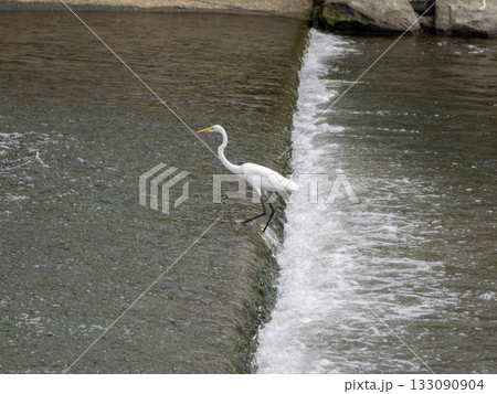 猪名川の加茂井堰で魚を探すダイサギ 猪名川の加茂井堰で魚を探すダイサギ 133090904