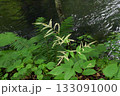 奥入瀬渓流で見た渓流の流れの傍て咲いている白色の花の円錐状の花序が目を引くトリアシショウマ 133091000