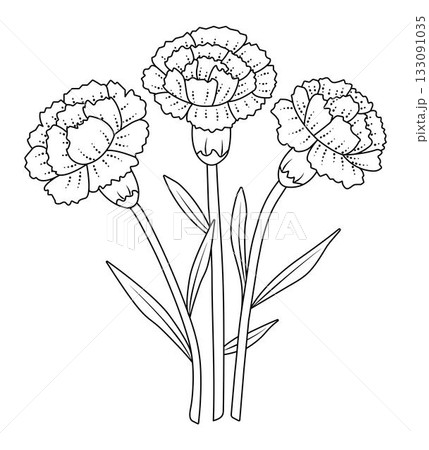 Three black line carnations with leaves, vector monochrome flower bouquet, buds with foliage, coloring page 133091035