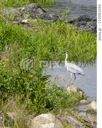 川の水辺に立つアオサギ 133091084