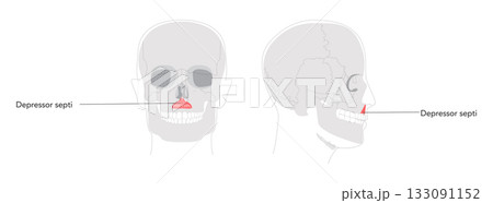 Depressor septi - Nasal muscle lowering nasal septum and opening nostrils, shown in precise labeled diagram important  133091152