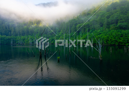 自然湖に立ち並ぶ立ち枯れ木と深い緑の静寂 自然湖に立ち並ぶ立ち枯れ木と深い緑の静寂 133091299