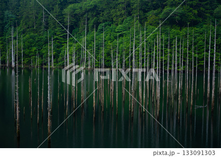 自然湖に立ち並ぶ立ち枯れ木と深い緑の静寂 133091303