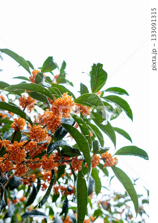 金木犀 金木犀 133091315