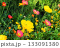 Yellow red and pink flowers blooming in garden 133091380