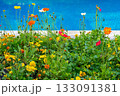 Wildflowers and colorful poppies blooming by blue pool 133091381