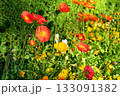 Red and yellow poppies blooming in garden 133091382