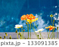 Poppy flowers blooming by pool in summer garden 133091385