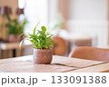 Green plant in ceramic pot on table in modern interior 133091388
