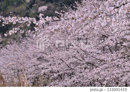 満開の虎山千本桜 山里の春 東秩父村 満開の虎山千本桜 山里の春 東秩父村 133091429