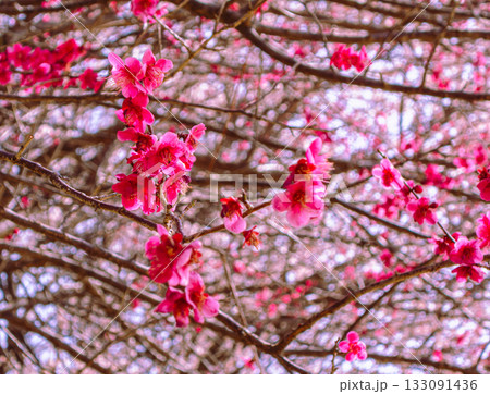 梅の花6ー7 133091436