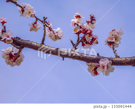 梅の花6ー15 梅の花6ー15 133091444