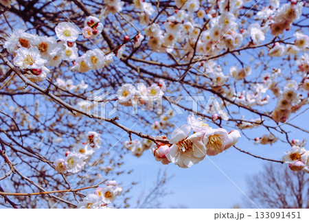 梅の花6ー22 梅の花6ー22 133091451