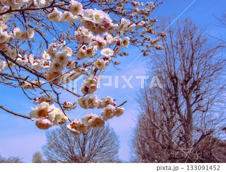 梅の花6ー23 133091452