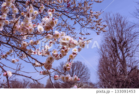 梅の花6ー24 133091453