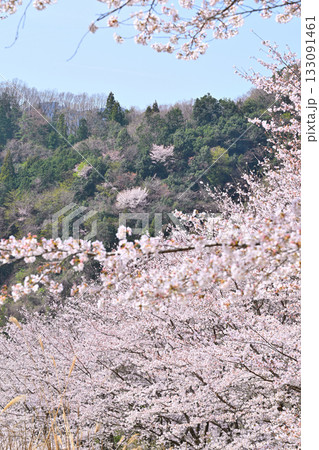 満開の虎山千本桜　山里の春　東秩父村 133091461
