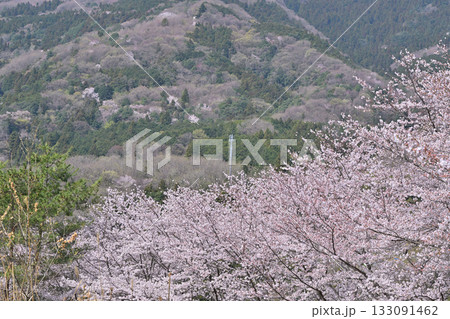 満開の虎山千本桜　山里の春　東秩父村 133091462
