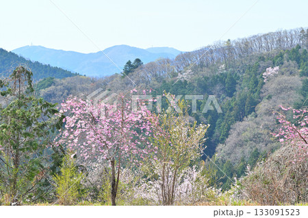 虎山千本桜からの眺め　山里の春　東秩父村 133091523