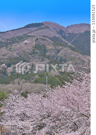 虎山千本桜からの眺め 山里の春 東秩父村 虎山千本桜からの眺め 山里の春 東秩父村 133091525