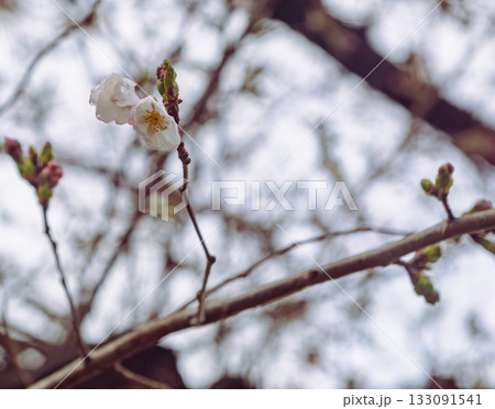 ソメイヨシノ桜ー1 133091541