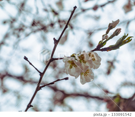 ソメイヨシノ桜ー2 ソメイヨシノ桜ー2 133091542