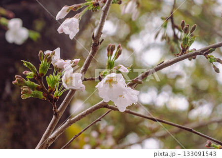 ソメイヨシノ桜ー3 ソメイヨシノ桜ー3 133091543