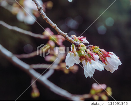 ソメイヨシノ桜ー6 133091546