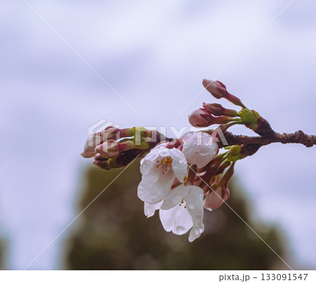 ソメイヨシノ桜ー7 133091547