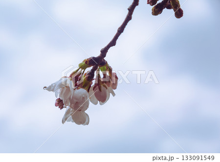 ソメイヨシノ桜ー9 ソメイヨシノ桜ー9 133091549